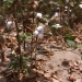 Cotton, HWY 61, MS 2010