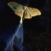 Luna Moth, Rosedale, MS 2010