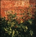 Sunflowers at Sunset, Clarksdale, MS 2010