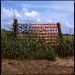 "To Go" Cup Flag, HWY 61, MS 2010