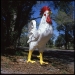 Rooster, HWY 100, FL 2011