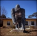 Gorilla, HWY 19, FL 2011